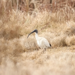 Threskiornis molucca (Australian White Ibis) at Fyshwick, ACT - 13 Jul 2023 by JimL