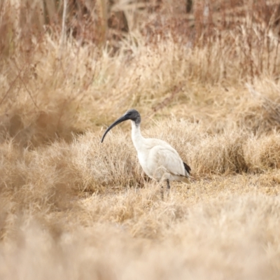 Threskiornis molucca (Australian White Ibis) at Jerrabomberra Wetlands - 13 Jul 2023 by JimL