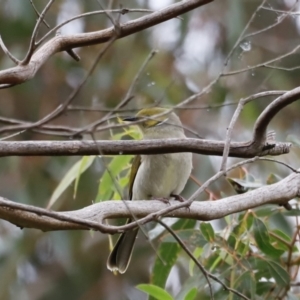 Ptilotula penicillata at Fyshwick, ACT - 13 Jul 2023