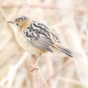 Cisticola exilis at Fyshwick, ACT - 13 Jul 2023 10:09 AM