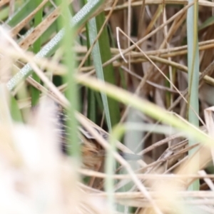 Cisticola exilis at Fyshwick, ACT - 13 Jul 2023