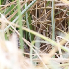 Cisticola exilis at Fyshwick, ACT - 13 Jul 2023 10:09 AM