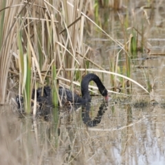 Cygnus atratus (Black Swan) at Jerrabomberra Wetlands - 13 Jul 2023 by JimL