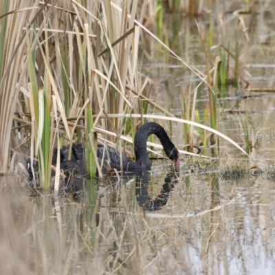 Cygnus atratus (Black Swan) at Jerrabomberra Wetlands - 13 Jul 2023 by JimL