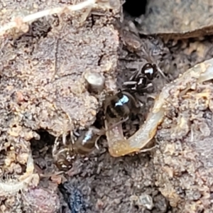 Formicidae (family) at Lyneham, ACT - 13 Jul 2023 11:19 AM