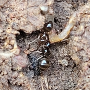 Formicidae (family) at Lyneham, ACT - 13 Jul 2023 11:19 AM