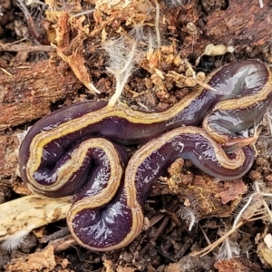 Caenoplana bicolor at Lyneham, ACT - 13 Jul 2023