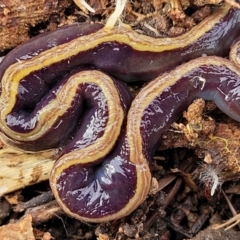 Caenoplana bicolor at Lyneham, ACT - 13 Jul 2023