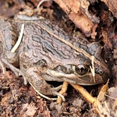 Limnodynastes tasmaniensis (Spotted Grass Frog) at Lyneham, ACT - 13 Jul 2023 by trevorpreston