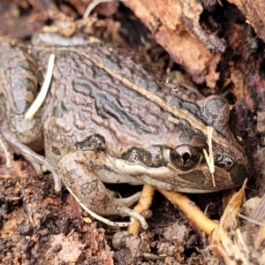 Limnodynastes tasmaniensis at Lyneham, ACT - 13 Jul 2023