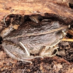 Limnodynastes tasmaniensis at Lyneham, ACT - 13 Jul 2023