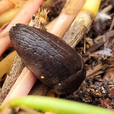 Milax gagates (Black-keeled Slug) at Lyneham, ACT - 13 Jul 2023 by trevorpreston