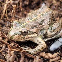 Limnodynastes tasmaniensis (Spotted Grass Frog) at Lyneham, ACT - 13 Jul 2023 by trevorpreston