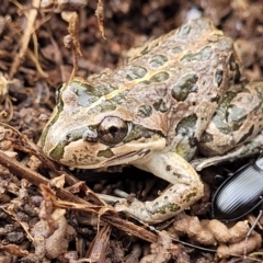 Limnodynastes tasmaniensis at Lyneham, ACT - 13 Jul 2023