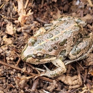 Limnodynastes tasmaniensis at Lyneham, ACT - 13 Jul 2023