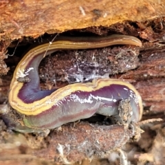 Caenoplana bicolor (Two-tone Planarian) at Lyneham, ACT - 13 Jul 2023 by trevorpreston