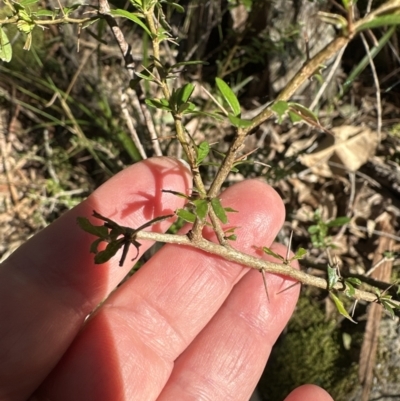 Bursaria spinosa (Native Blackthorn, Sweet Bursaria) at Kangaroo Valley, NSW - 13 Jul 2023 by lbradley