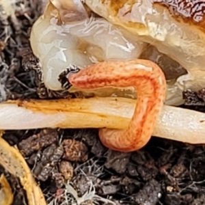 Australopacifica graminicola at Lyneham, ACT - 13 Jul 2023