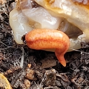 Australopacifica graminicola at Lyneham, ACT - 13 Jul 2023