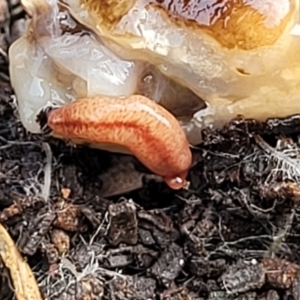 Australopacifica graminicola at Lyneham, ACT - 13 Jul 2023