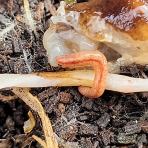 Australopacifica graminicola at Lyneham, ACT - 13 Jul 2023