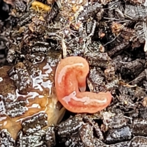 Australopacifica graminicola at Lyneham, ACT - 13 Jul 2023