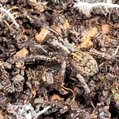 Unidentified Wolf spider (Lycosidae) at Lyneham, ACT - 13 Jul 2023 by trevorpreston