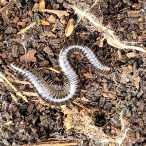 Juliformia sp. (superorder) at Lyneham, ACT - 13 Jul 2023