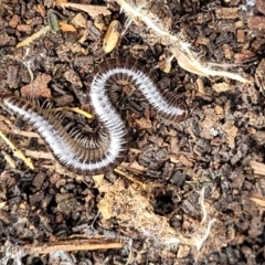 Juliformia sp. (superorder) at Lyneham, ACT - 13 Jul 2023