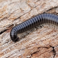 Ommatoiulus moreleti (Portuguese Millipede) at Lyneham, ACT - 13 Jul 2023 by trevorpreston