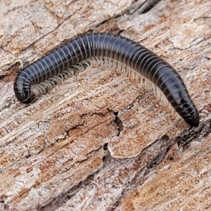 Ommatoiulus moreleti at Lyneham, ACT - 13 Jul 2023 10:54 AM