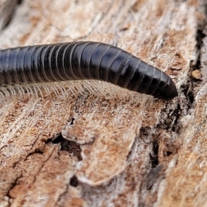 Ommatoiulus moreleti at Lyneham, ACT - 13 Jul 2023 10:54 AM