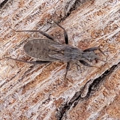 Coranus sp. (genus) (Assassin bug) at Lyneham, ACT - 13 Jul 2023 by trevorpreston