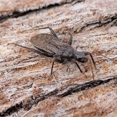 Coranus sp. (genus) at Lyneham, ACT - 13 Jul 2023 10:53 AM