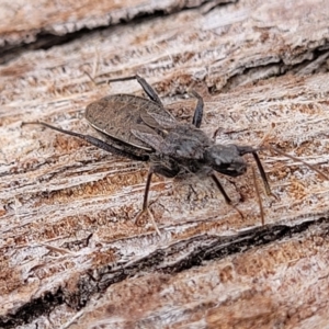 Coranus sp. (genus) at Lyneham, ACT - 13 Jul 2023