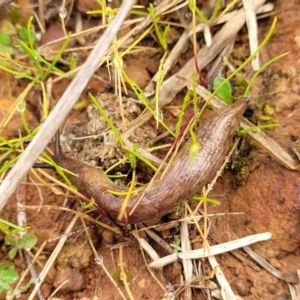 Deroceras reticulatum at Lyneham, ACT - 13 Jul 2023