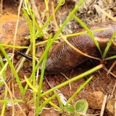 Deroceras reticulatum at Lyneham, ACT - 13 Jul 2023