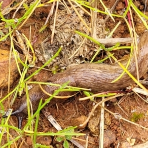 Deroceras reticulatum at Lyneham, ACT - 13 Jul 2023 10:50 AM