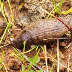 Deroceras reticulatum at Lyneham, ACT - 13 Jul 2023 10:50 AM