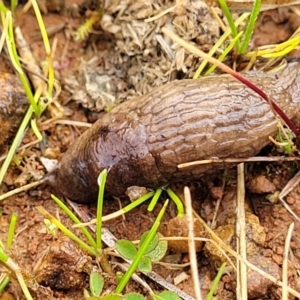 Deroceras reticulatum at Lyneham, ACT - 13 Jul 2023 10:50 AM