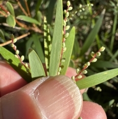 Leucopogon affinis (Lance Beard-heath) at Kangaroo Valley, NSW - 13 Jul 2023 by lbradley