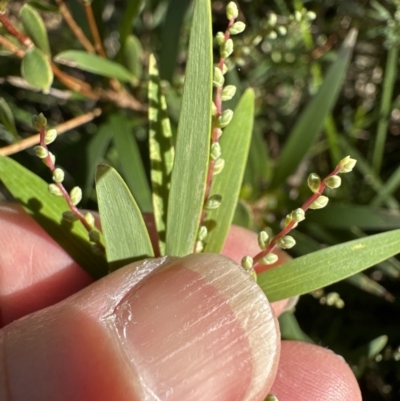 Leucopogon affinis (Lance Beard-heath) at Kangaroo Valley, NSW - 13 Jul 2023 by lbradley