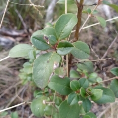 Coprosma hirtella (Currant Bush) at Paddys River, ACT - 13 Jul 2023 by KumikoCallaway