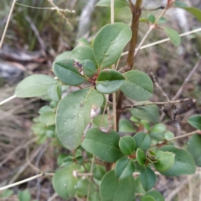 Coprosma hirtella (Currant Bush) at Tidbinbilla Nature Reserve - 13 Jul 2023 by KumikoCallaway