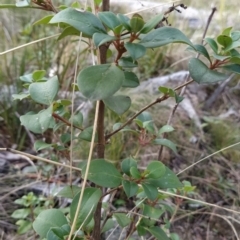 Coprosma hirtella at Paddys River, ACT - 13 Jul 2023