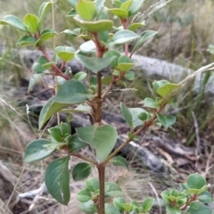 Coprosma hirtella at Paddys River, ACT - 13 Jul 2023