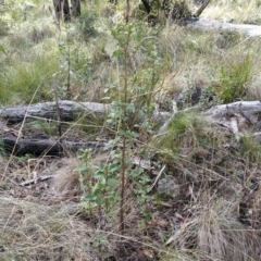 Coprosma hirtella at Paddys River, ACT - 13 Jul 2023