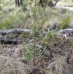 Coprosma hirtella at Paddys River, ACT - 13 Jul 2023