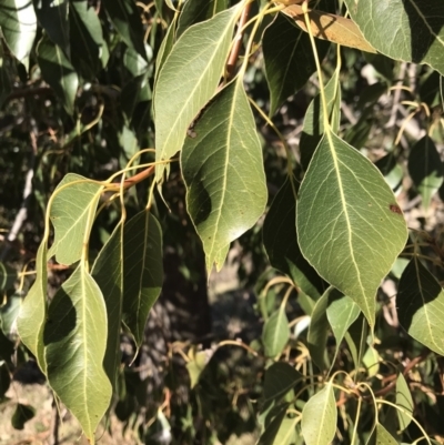 Brachychiton populneus subsp. populneus (Kurrajong) at Kambah, ACT - 30 Jun 2023 by rainer