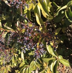 Ligustrum lucidum (Large-leaved Privet) at Urambi Hills - 30 Jun 2023 by rainer